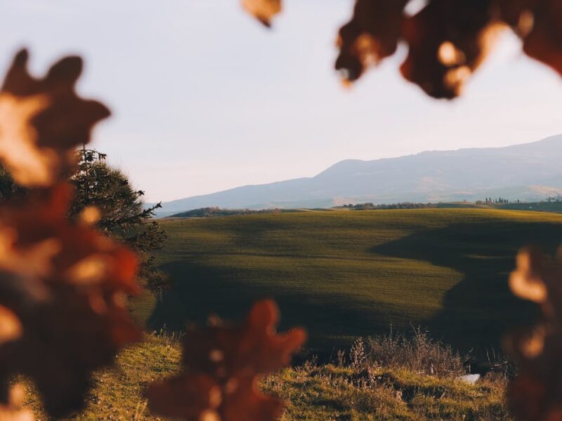 green grass field under blue sky