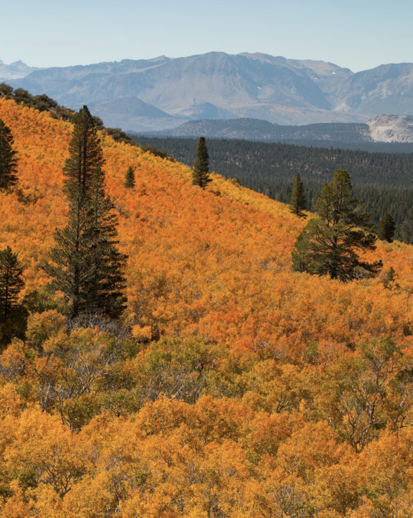 mono county fallcolors 
