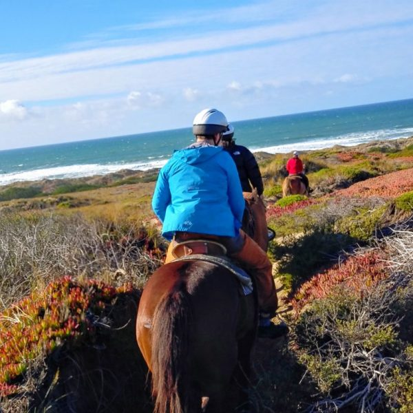 things to do in bodega bay
